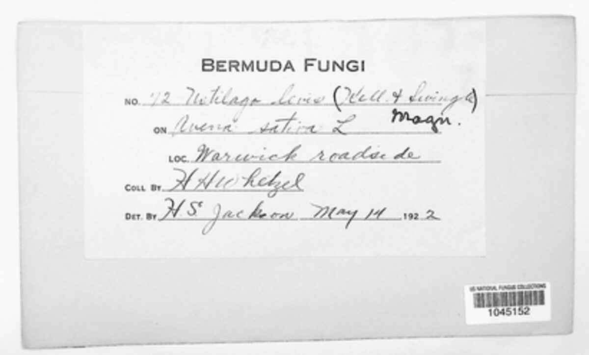 Ustilago hordei image